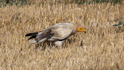 Egytian Vulture that photographed in Türkiye. This bird of prey is very common in Türkiye.