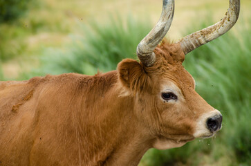 Calf of autochthonous breed from the North of Portugal, Barrosá breed. Defocused backg