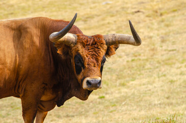 Autochthonous breed bull from the North of Portugal, Barrosá breed. Long horn