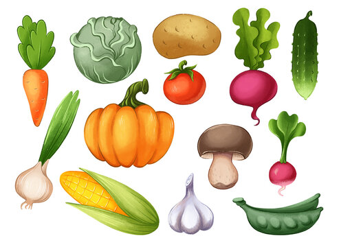 Illustration set vegetables painting freehand drawing