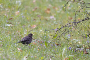Blackbird in a colourful spring meadow, early morning, Turdus Merula