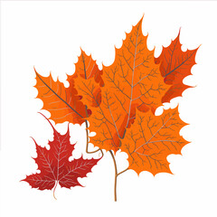 Fototapeta premium Maple leaf shrubby plants symbol of autumn a culture