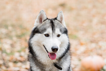 Close-up portrait of a Husky dog. Pet is happy, smiling, sticking out its pink tongue. Northern dogs