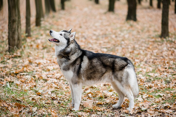 Husky runs in the autumn forest among the trees. The dog stuck out its tongue, outdoor training