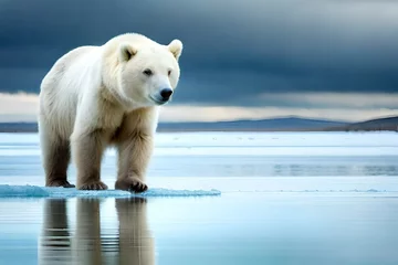 Foto op Canvas polar bear on ice © Jacob Lund
