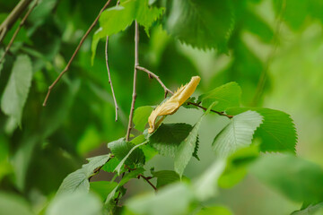 A lonely autumn leaf lies on a tree