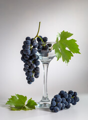 Dark grapes and grape leaves on a light background