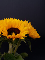Bouquet of sunflowers close-up on a dark background