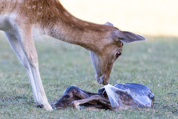 Deer birth, mother and calf in amniotic sac, dama dama © Daniela