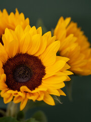 Bouquet of sunflowers close up on a dark green background