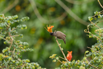 Red Whiskered Bulbul bird isolated perching on branch with red orange flower