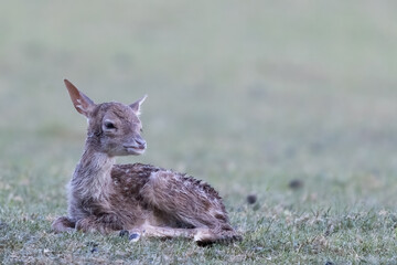 Newborn deer calf lying in the meadow, dama dama