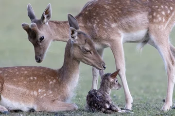 Fototapeten Small deer family, mother, father, newborn calf, dama dama © Daniela