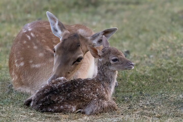 Naklejka premium Mother deer cuddling with her newborn calf, Dama dama