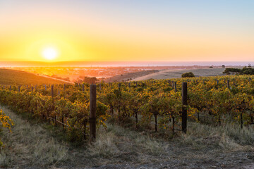 Vineyards in McLaren Vale at sunset, Fleurieu Peninsula, South Australia.