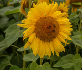 Great Budworth, Northwich, Cheshire, September 1st 2023. Growing Sunflowers  at the Great Budworth...