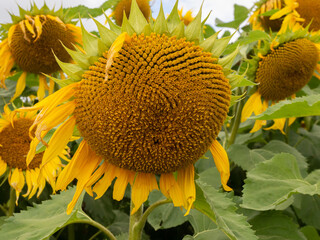 Great Budworth, Northwich, Cheshire, September 1st 2023. Sunflowers past their best at the Great Budworth Sunflower Maze, Great Budworth, Northwich, Cheshire, UK