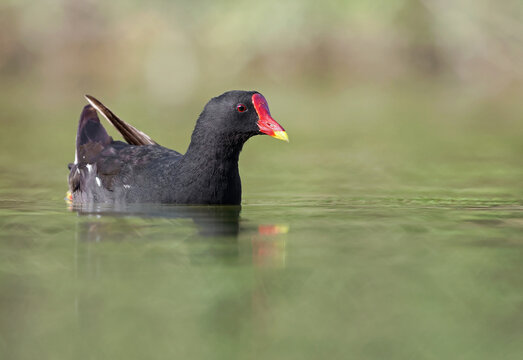 Portrait of a common moorhen (Gallinula chloropus), waterhen or swamp chicken swimming in a stunning green pond. Colorful waterbird with vibrant red eye and beak in natural environment. Seville, Spain