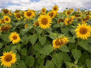 Great Budworth, Northwich, Cheshire, September 1st 2023. Amazing Large sunflowers on the Great Budworth Sunflower Maze, Great Budworth, Northwich, Cheshire, UK