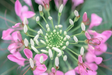 Pink and white elegant spider flower buds and opened petals with beautiful green stem perfect for wedding or romantic invitation and wallpaper macro