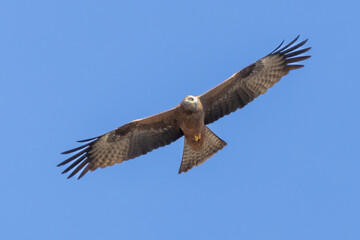 Águila imperial