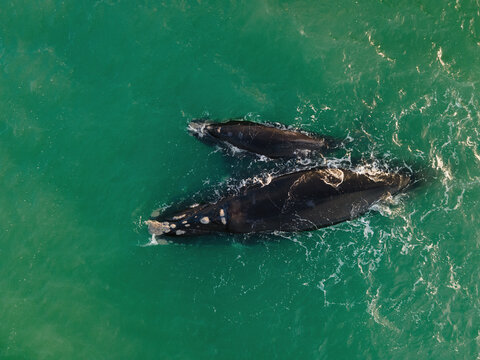 Aerial view of southern right whale (Eubalaena australis) and calf off Struisbaai about four kilometres from Cape Agulhas, the southernmost point of the African continent, Western Cape, South Africa.