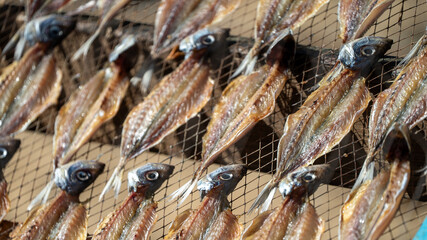 peixe seco, sol