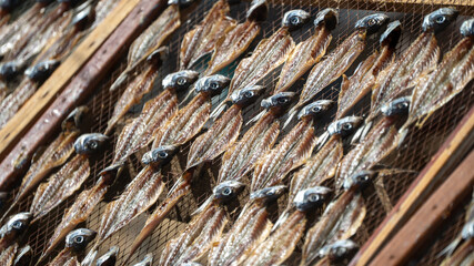 peixe seco, sol