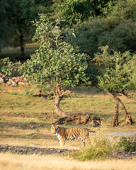 wild female bengal tiger or panthera tigris with tail up in natural green habitat in early winter season safari at ranthambore national park forest reserve sawai madhopur rajasthan india