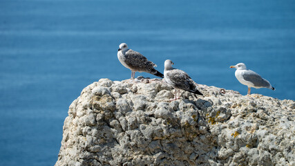 gaivota, passaro , maritimo, praia