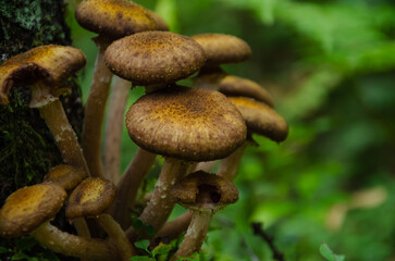 Mushrooms grow near a stump. Armillaria mellea, known as honey mushroom. Close-up.