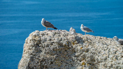 gaivota, passaro , maritimo, praia