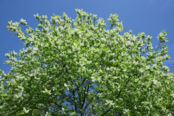 Bird cherry blossoms in spring in sunny weather against a blue sky.