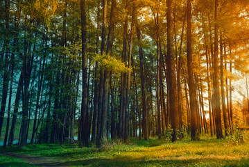 Tall coniferous trees illuminated by sunlight in summer.