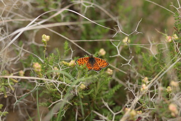butterfly on a flower