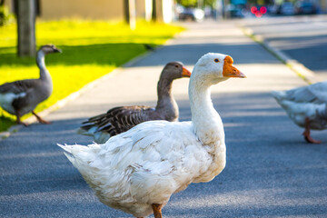 Domestic geese crossing the road