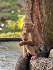 Wild monkey during the morning in jungles of Thailand