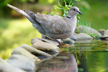 Collared-Dove , Streptopelia decaocto stands on the stones at the bird's water hole. Czechia.