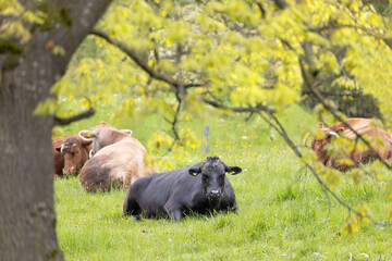 Group of cows lying in the spring meadow under trees
