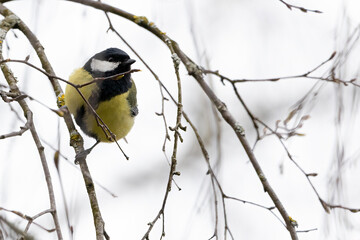 Bird, great tit, sitting on thin branches in winter,  Parus major