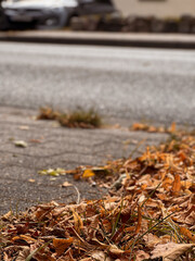 Yellow golden autumn leaves on the sidewalk