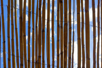 Plot of a series of dry reeds in the shade lined up in parallel where parts of a blue summer sky are seen in the background - obrazy, fototapety, plakaty