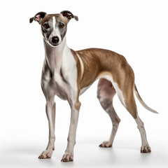 Whippet dog, standing, isolated on white background