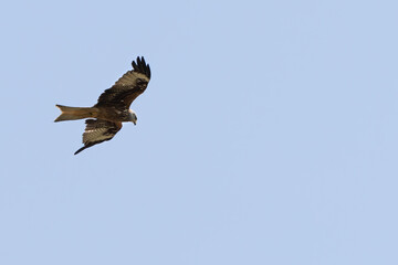 Big Bird of prey, Red Kite, flying under a blue sky, Milvus milvus