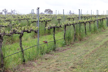 Fototapeta na wymiar vineyard and rosella