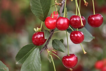 red cherries on a tree