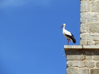white stork in the nest