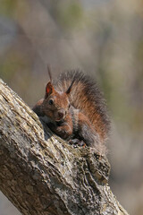 Obraz premium エゾリス