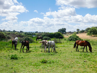 Naklejka na ściany i meble Purebred Spanish horses, mares and their foals grazing in the Extremadura pasture.
