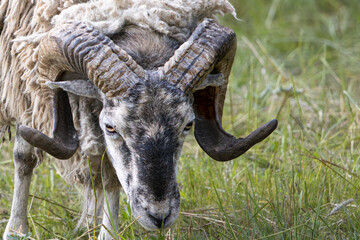 Sheep, Alpines Steinschaf, with large twisted horns, Ovis aries